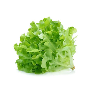 Green oak Lettuce SangamFarmFresh