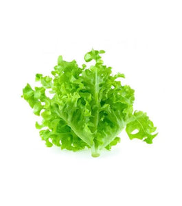 Green oak Lettuce SangamFarmFresh