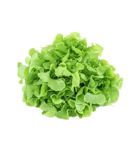 Green oak Lettuce SangamFarmFresh