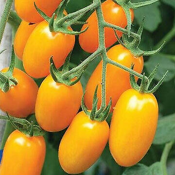 Yellow Cherry Tomato